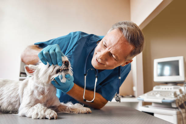 Best Mobile Emergency Dentist in Dillsboro, IN